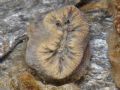 Balanophyllia europaea